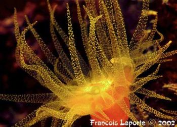 This shot of a Turet coral was taken during a night dive ... by François Laporte 